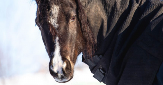 horse blankets