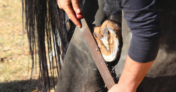 Farrier Tools