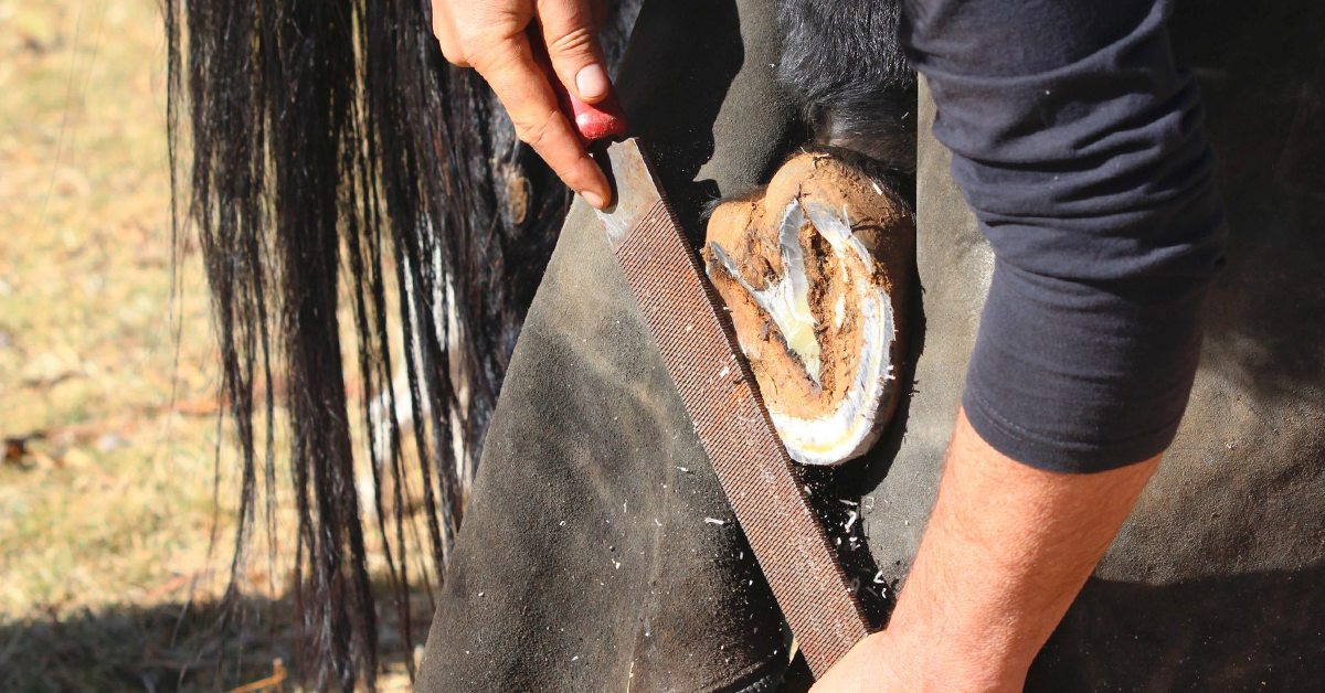 Farrier Tools