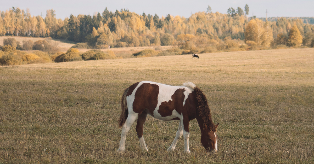 How to Budget for Horses