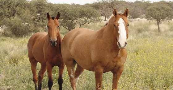 How to Budget for Horses